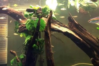 aquarium filter noise reduction